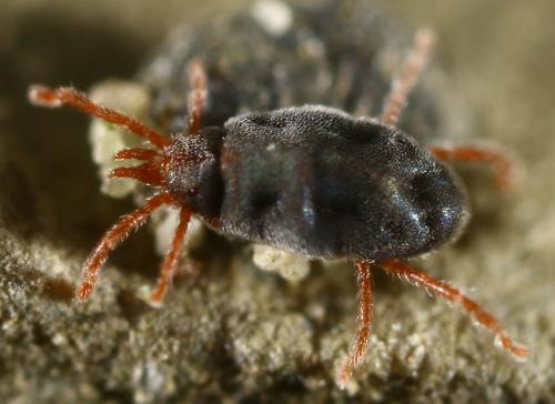 Abrolophus passerinii